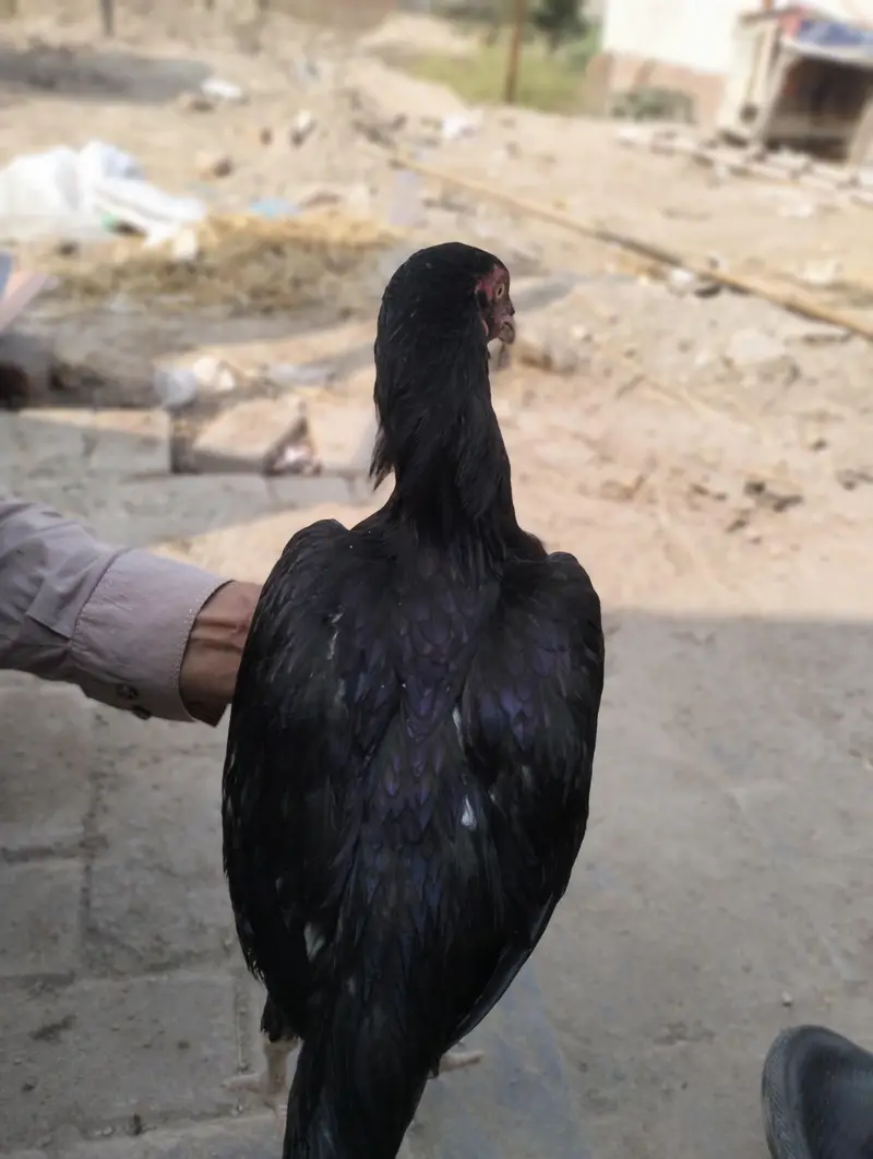 lasani aseel mushkil — photo 5