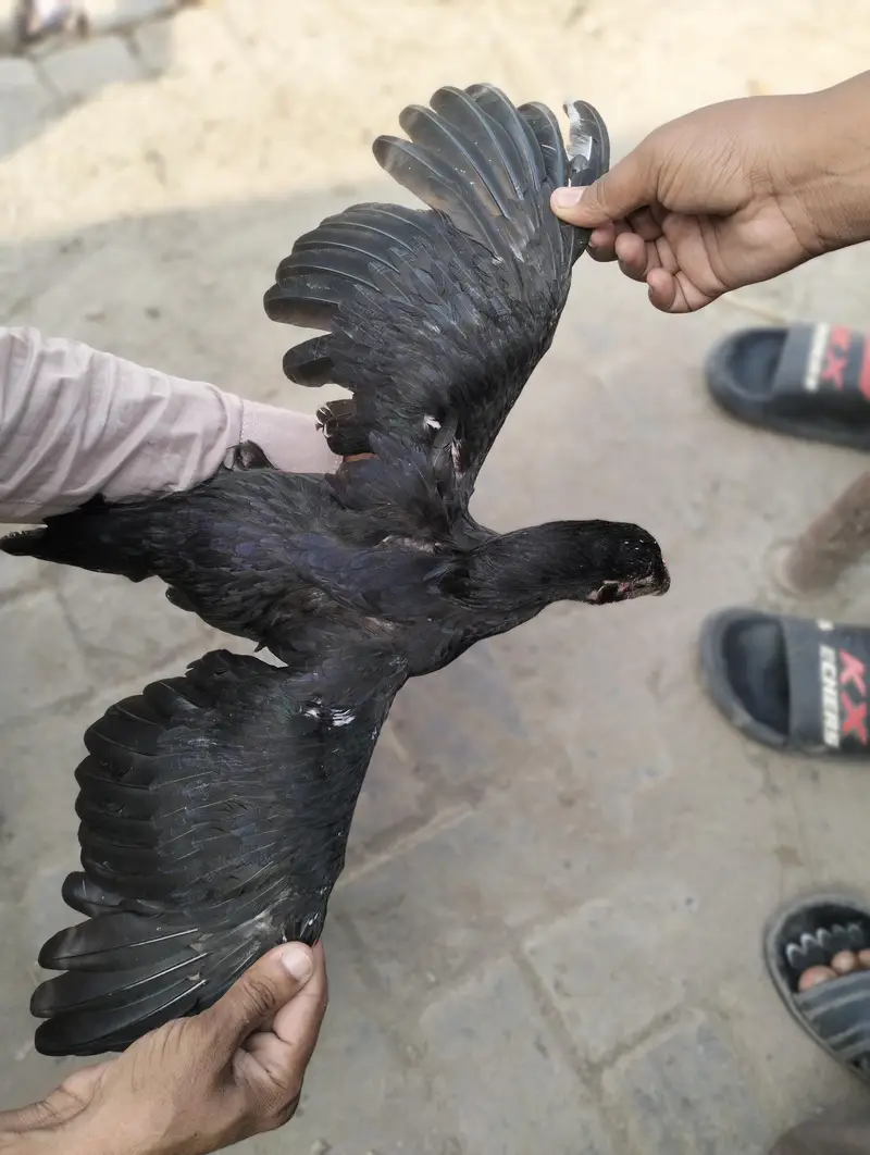 lasani aseel mushkil — photo 6