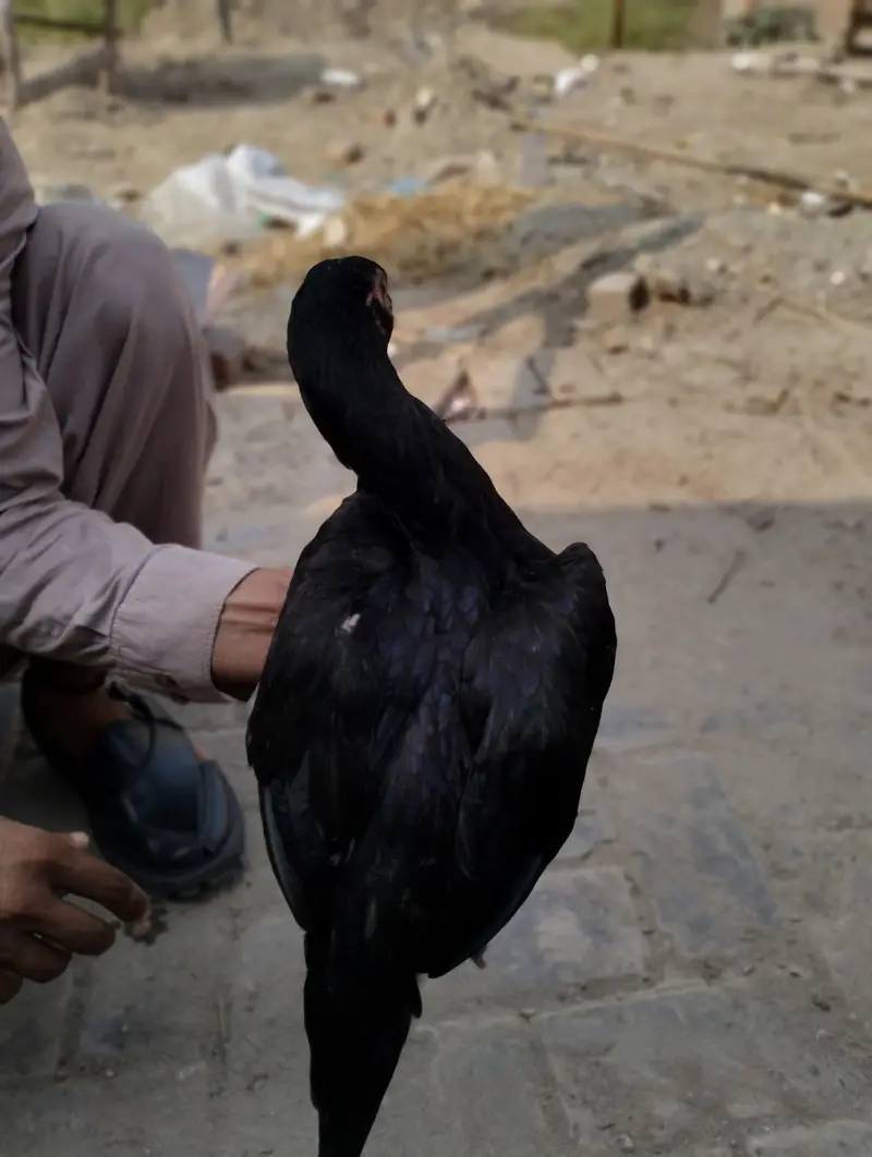 lasani aseel mushkil — photo 8