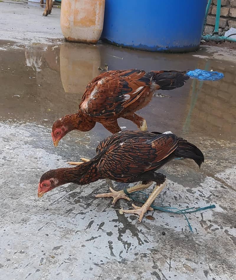 Aseel Sindhi Pair Exchange Possible Breeder Aseel Male 0