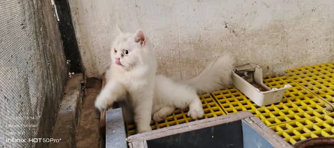 cat. s