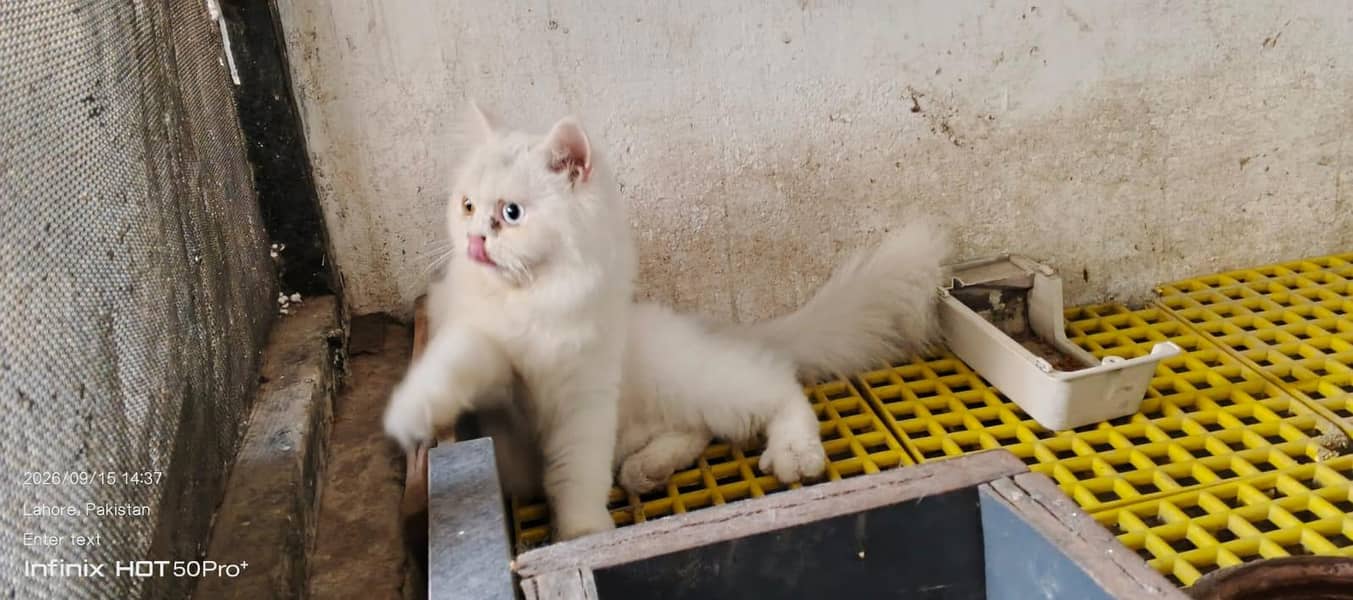 cat. s 0