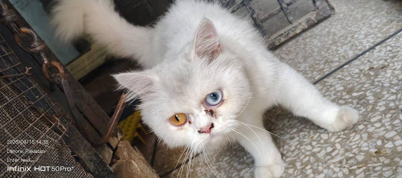 cat. s 1