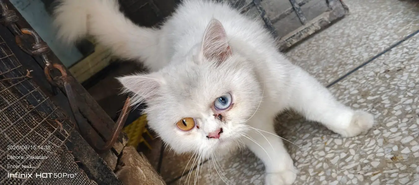 cat. s — photo 2