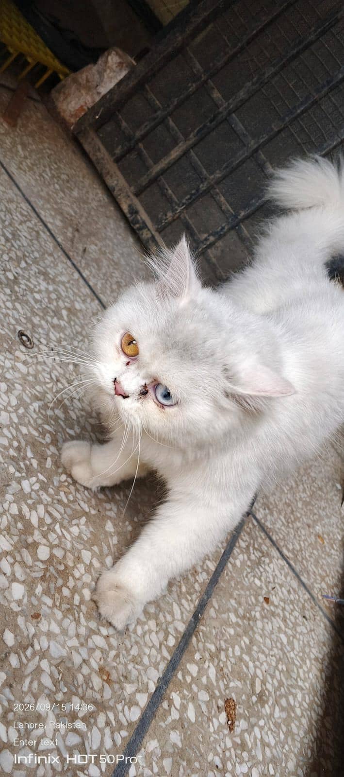 cat. s 2