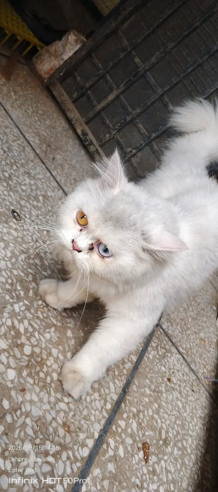 cat. s — photo 3