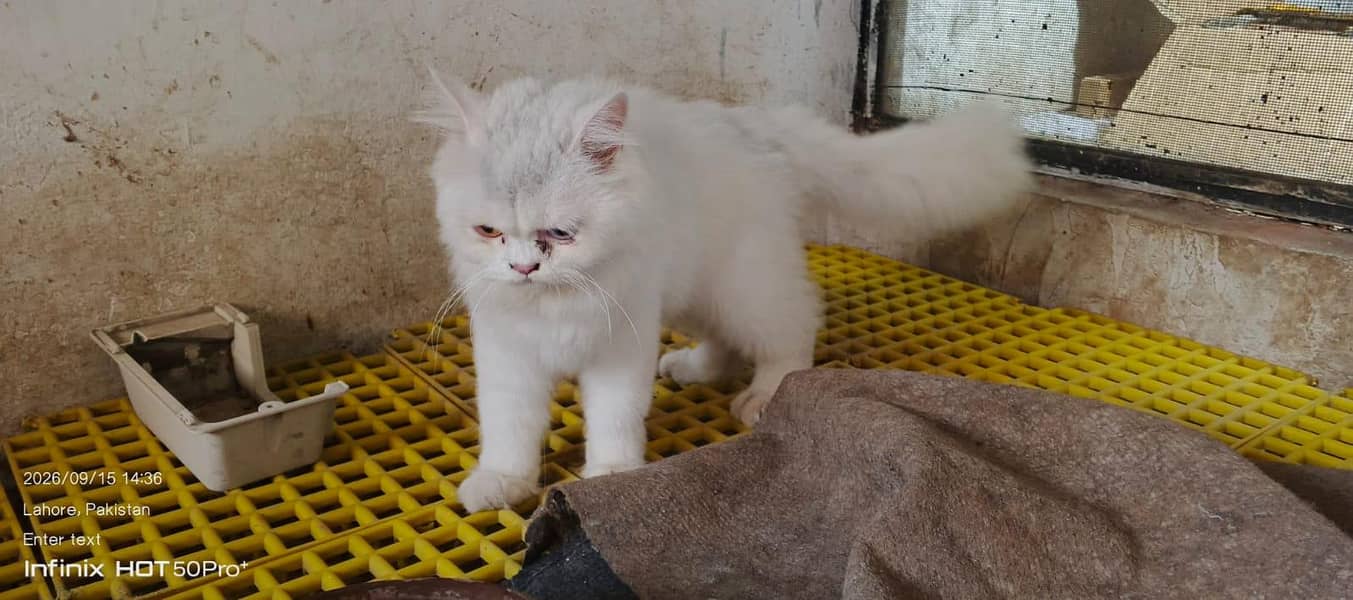 cat. s 3