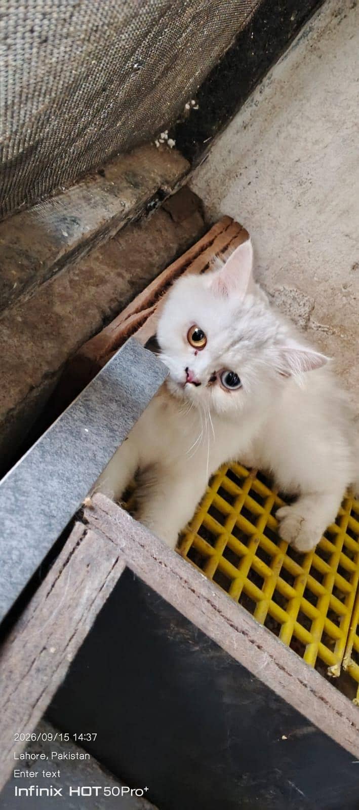cat. s 4