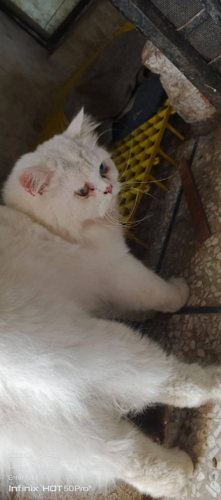 cat. s 5
