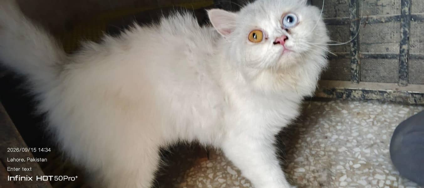 cat. s 6