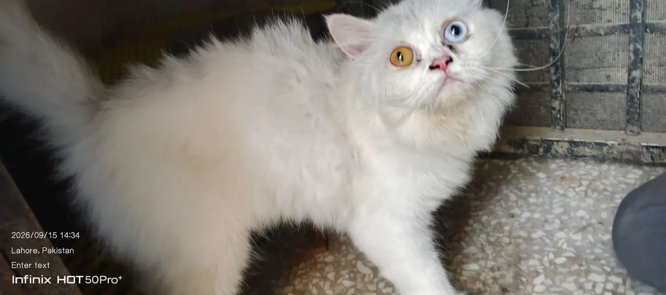 cat. s — photo 7