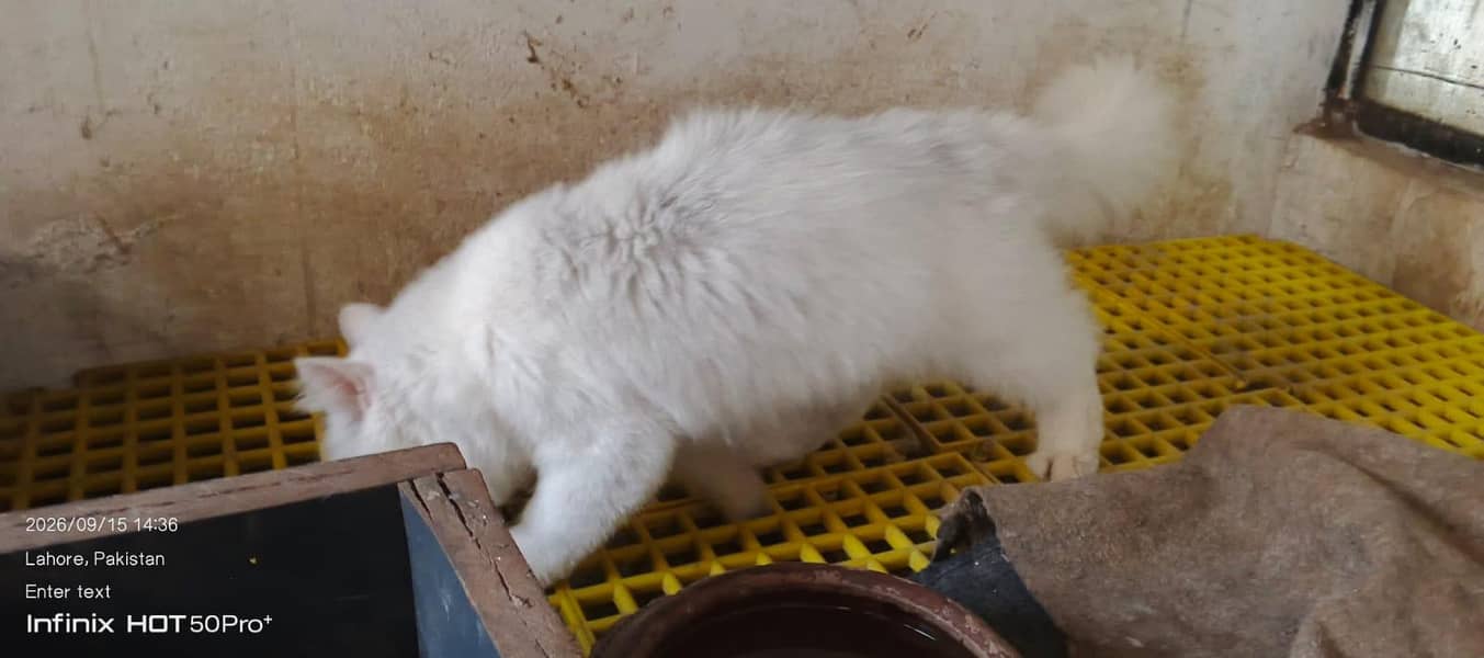 cat. s 7