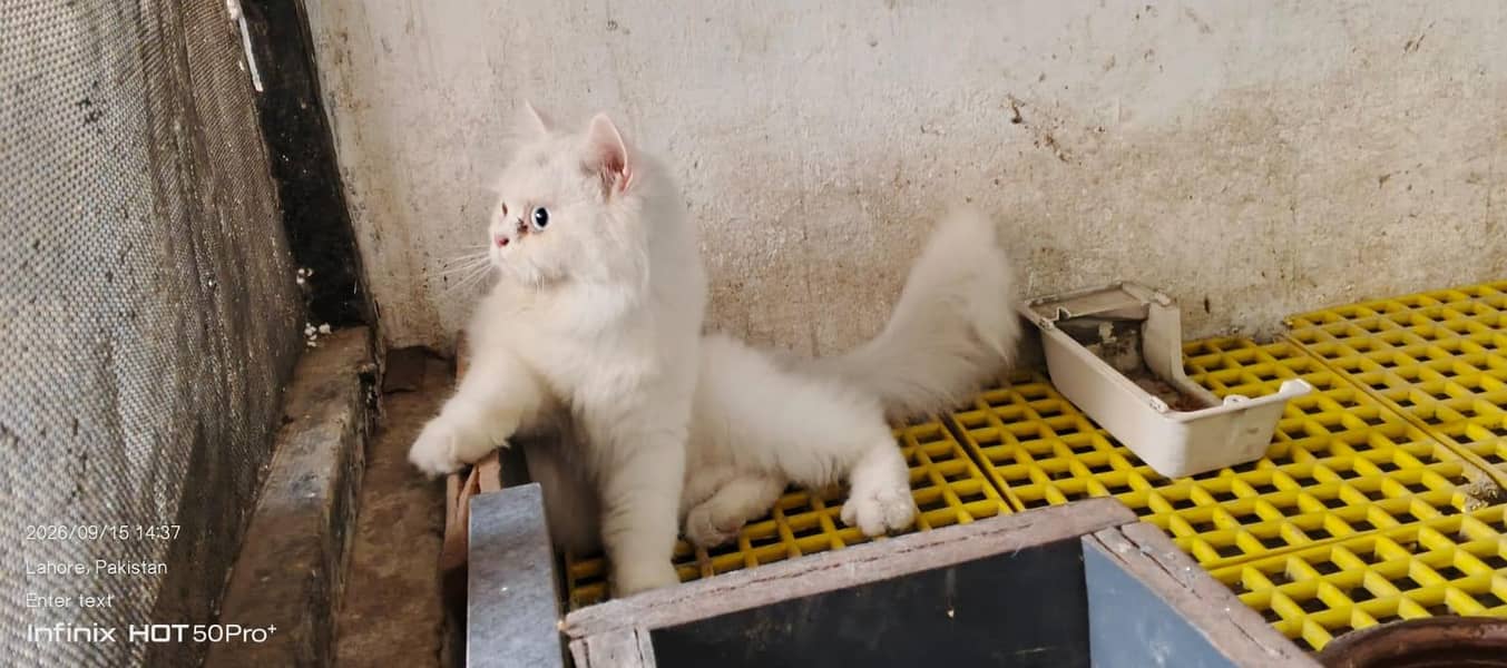 cat. s 8