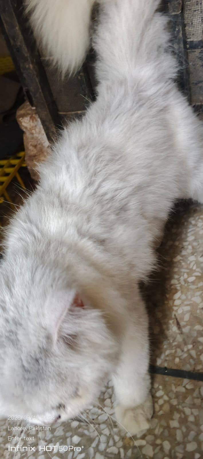 cat. s 9