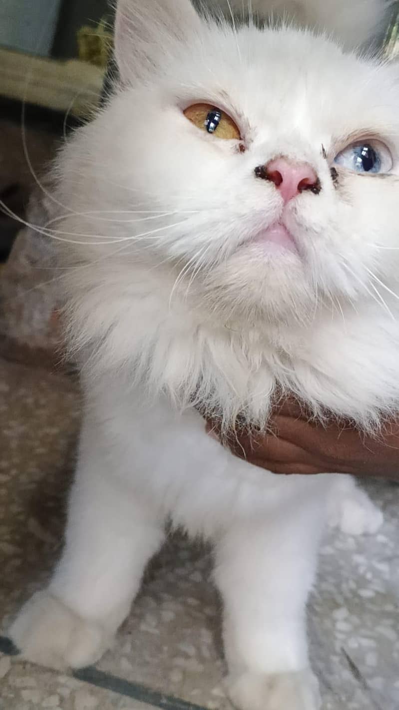 cat. s 10