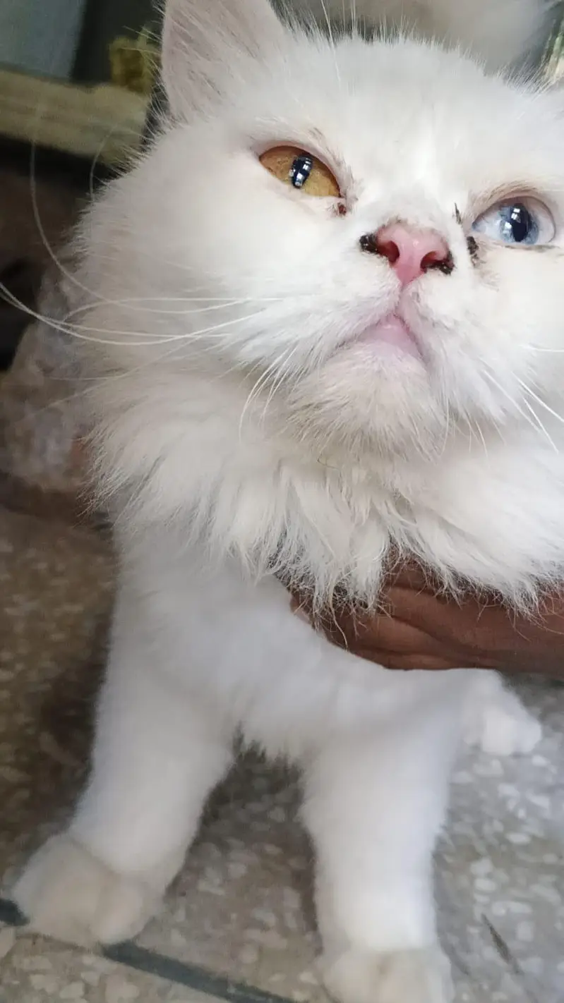 cat. s — photo 11