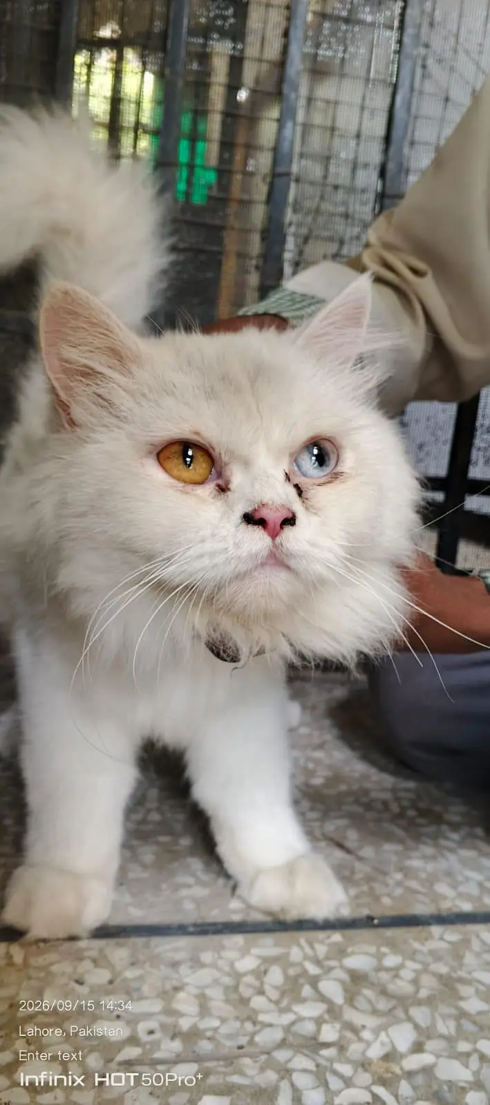 cat. s — photo 12