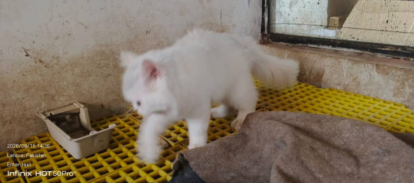 cat. s 12