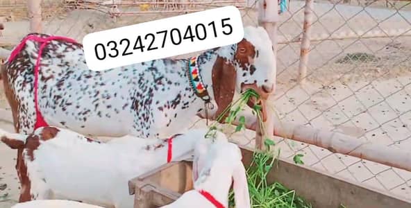 Makkah Chini Bakri Our 3 Bacchon Ka Sath Urgent for sale/ _o32427o40I5