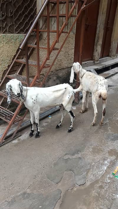 Desi female goats/healthy & active