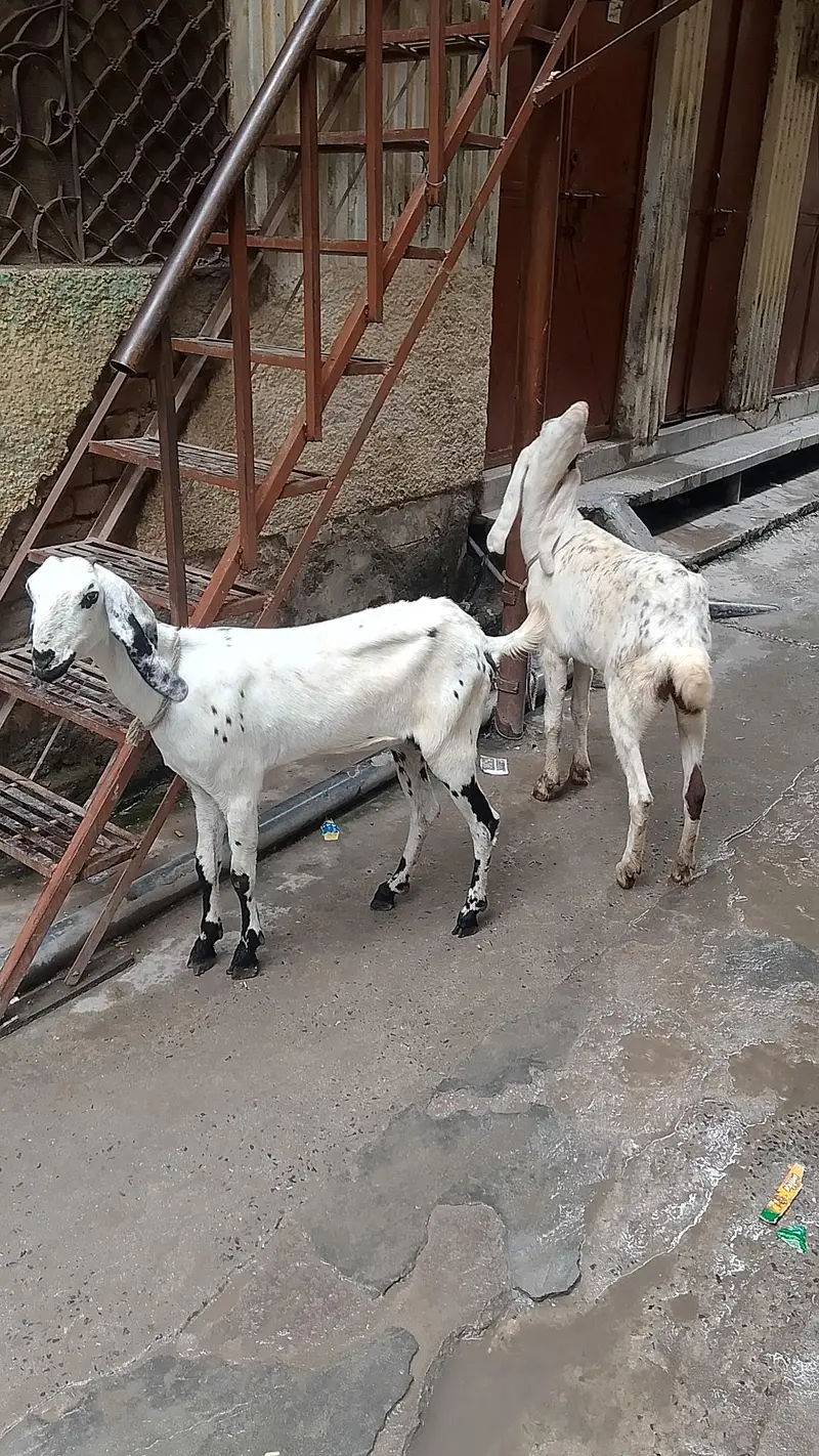 Desi female goats/healthy & active — photo 2