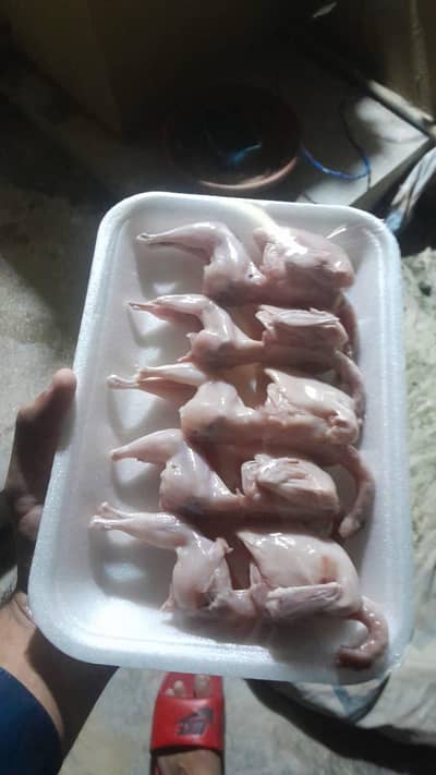 Quails