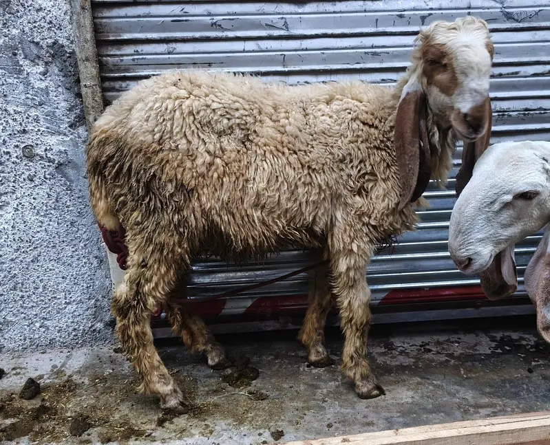 Chathry Urgent sale Payment ki zarorat ha — photo 2