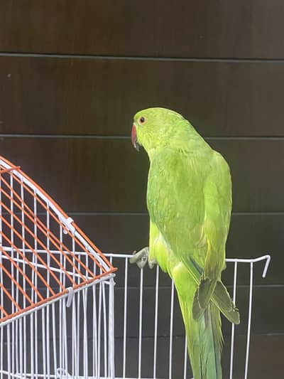 Hand tamed ringneck parrot phatha male