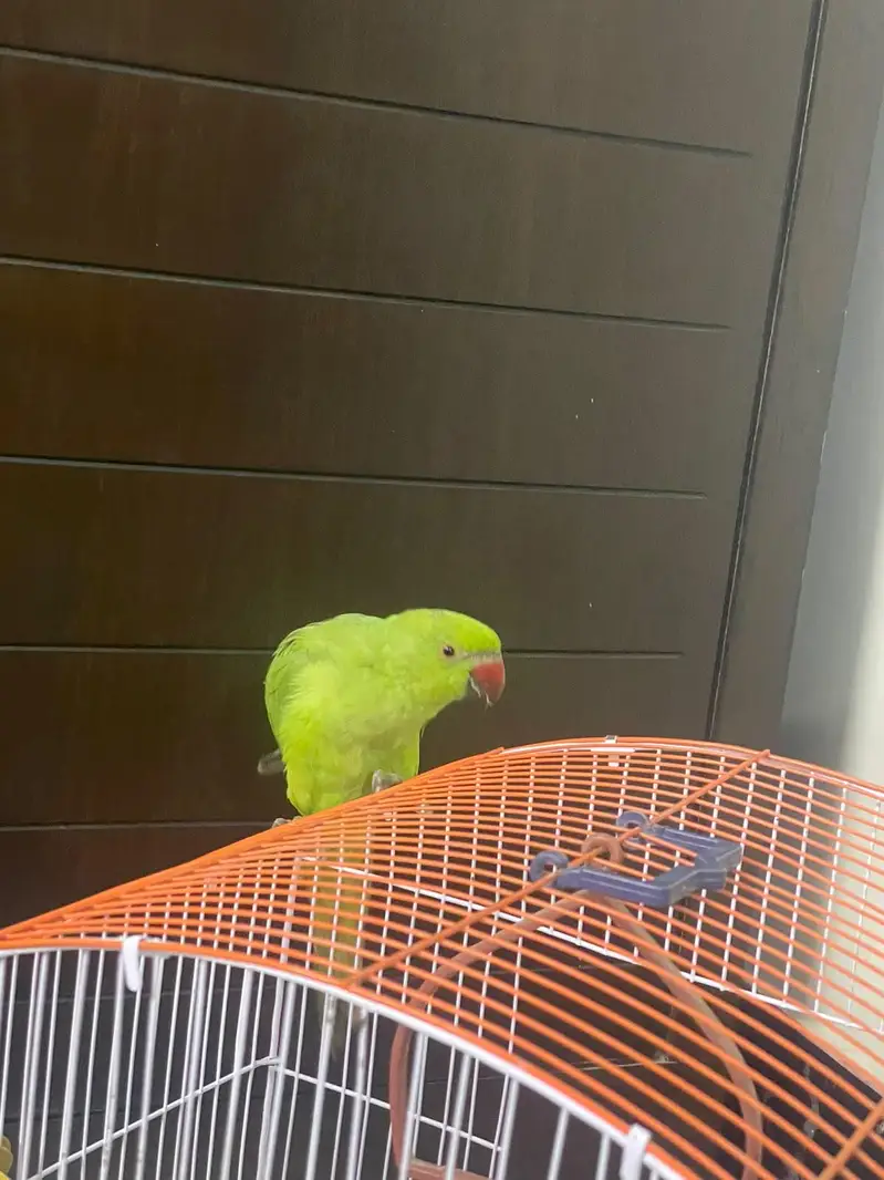 Hand tamed ringneck parrot phatha male — photo 2