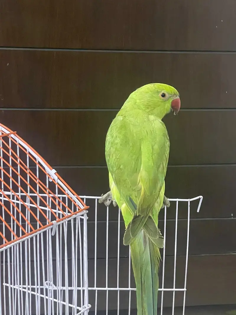 Hand tamed ringneck parrot phatha male — photo 3