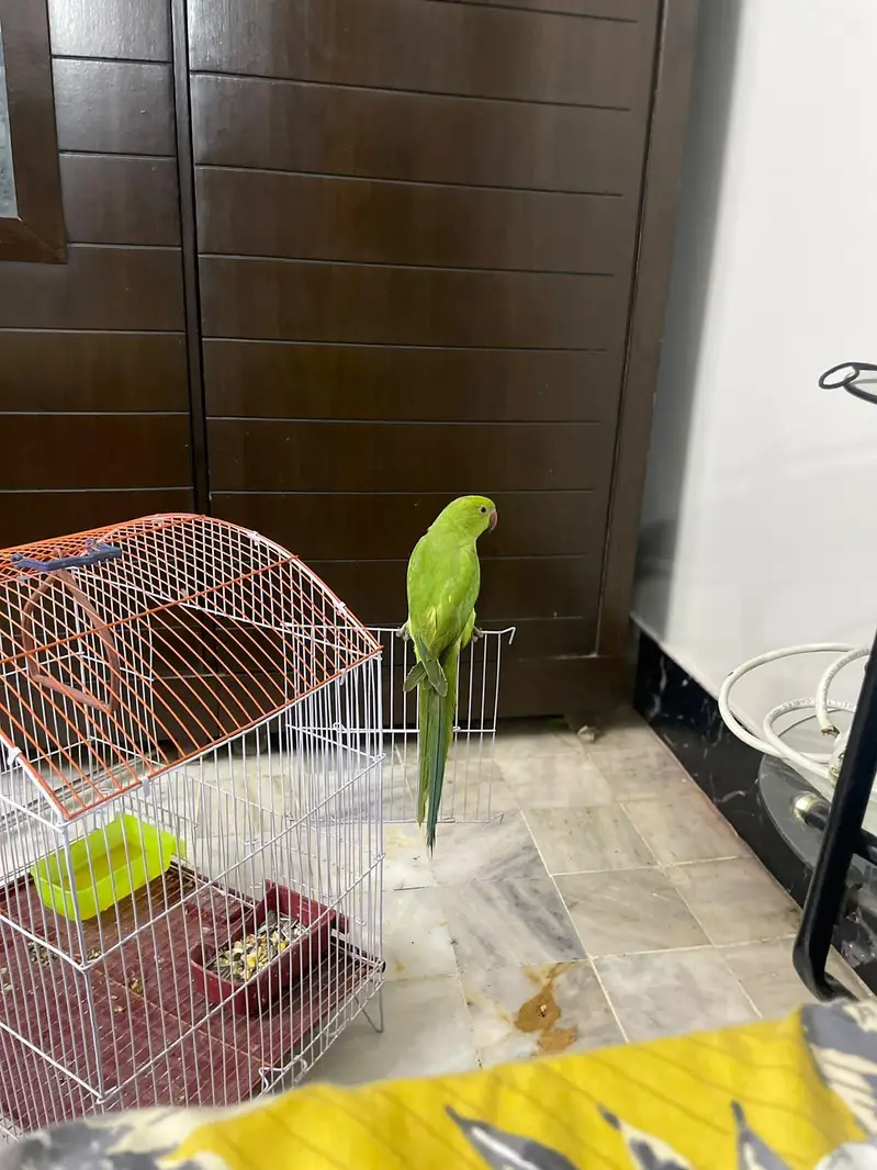 Hand tamed ringneck parrot phatha male — photo 4