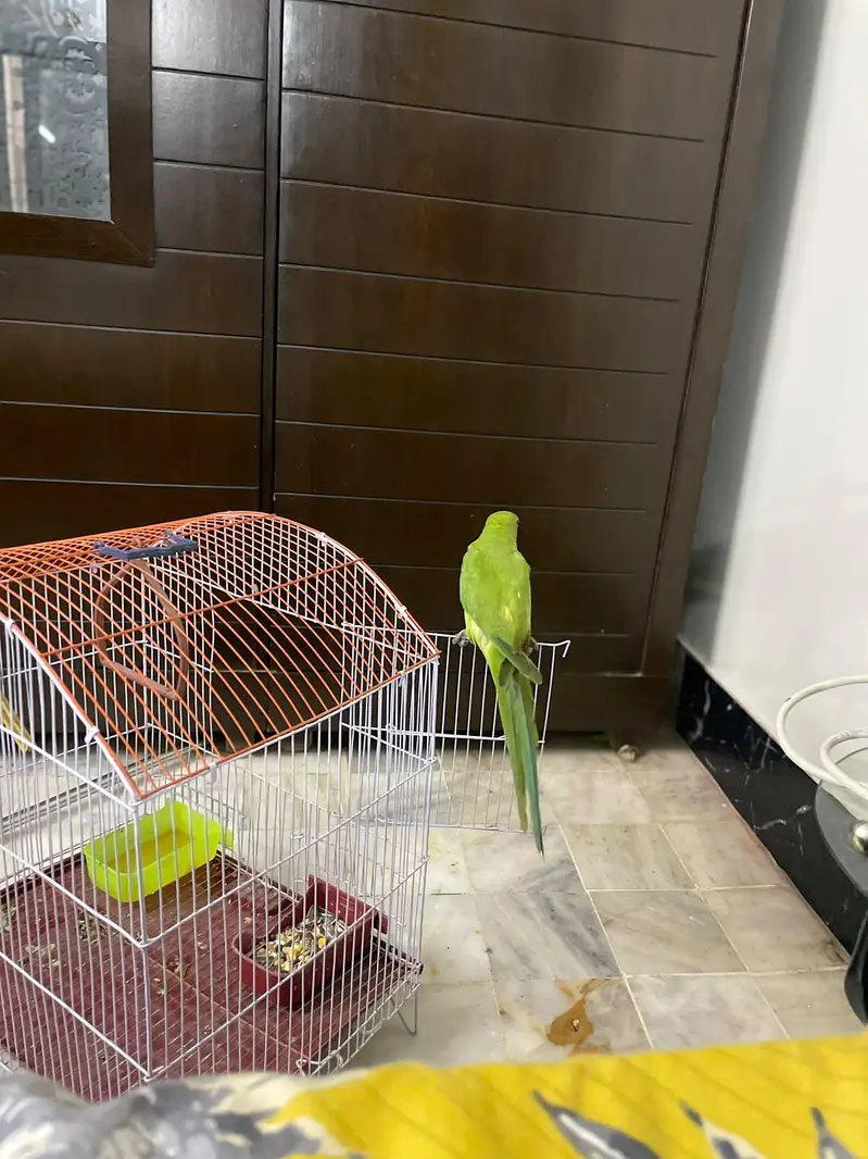 Hand tamed ringneck parrot phatha male — photo 5