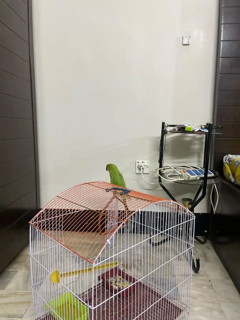 Hand tamed ringneck parrot phatha male — photo 6