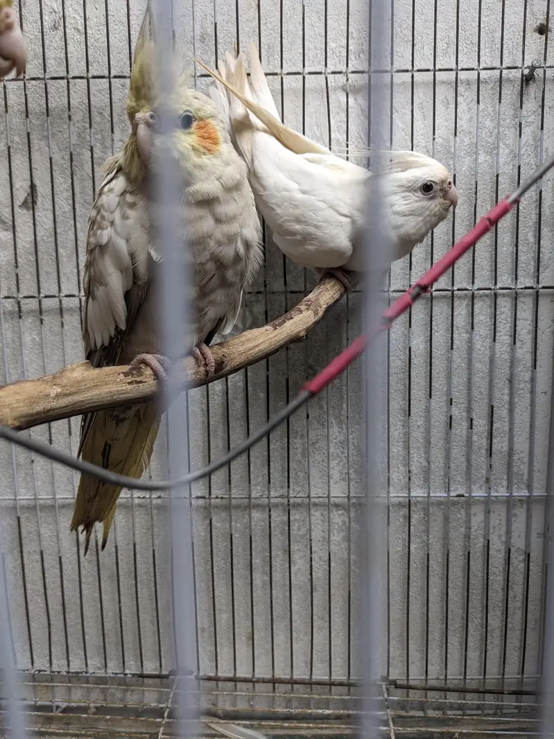 Cocktail pair — photo 2