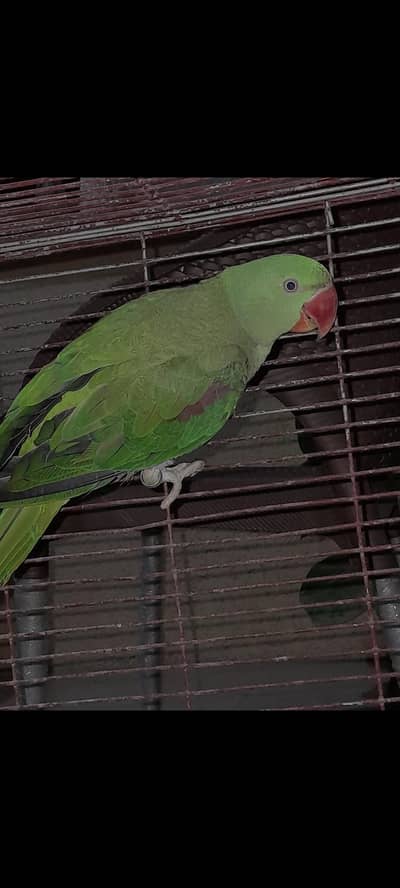 Alexander / Pahari Female 1½ Year | Breeding Proven Description: