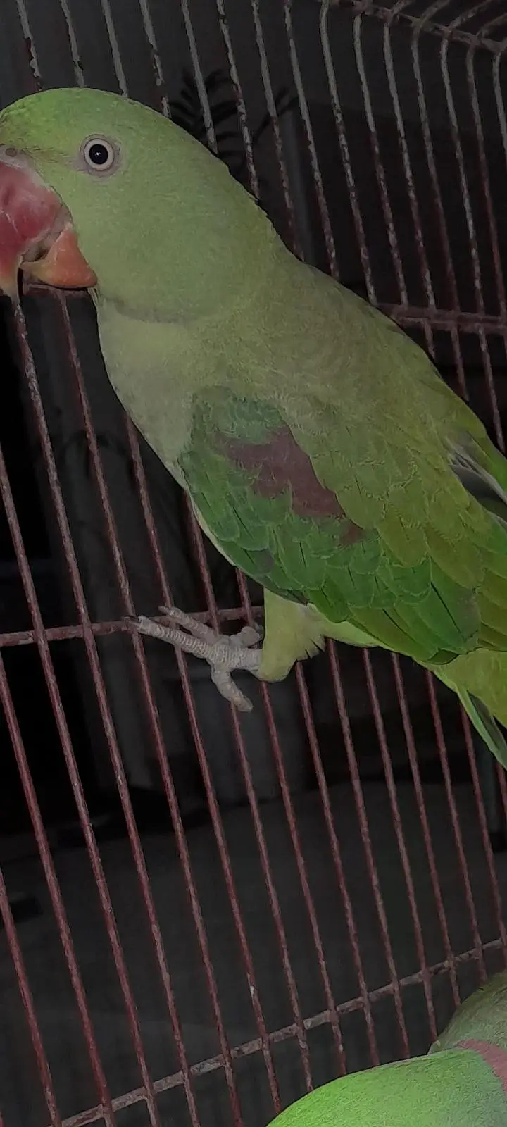 Alexander / Pahari Female 1½ Year | Breeding Proven Description: — photo 3