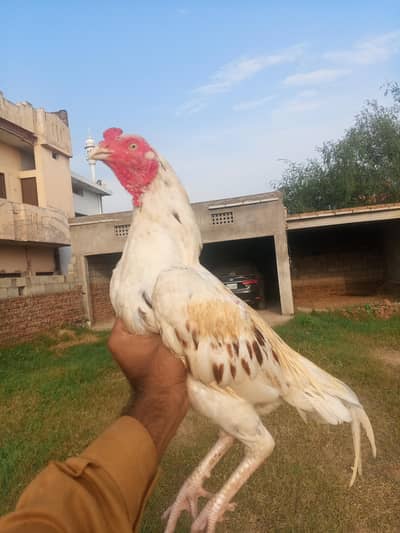 madi for sale price 3000 boska patha for sale price 6500