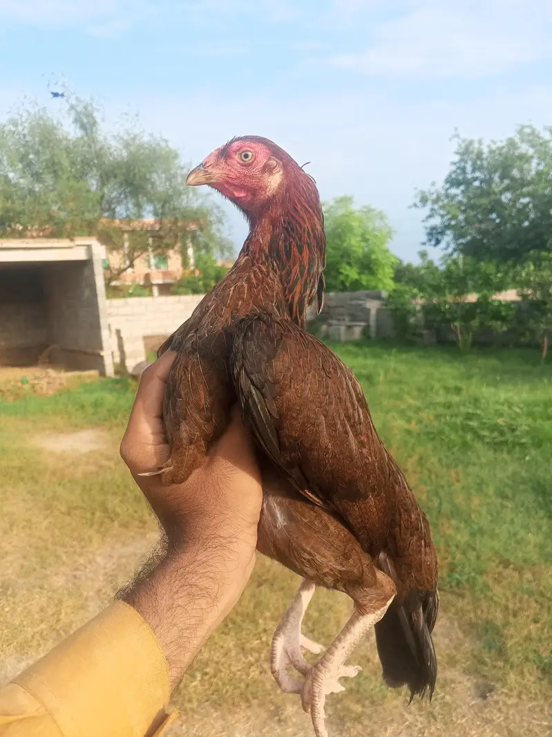 madi for sale price 3000 boska patha for sale price 6500 — photo 2