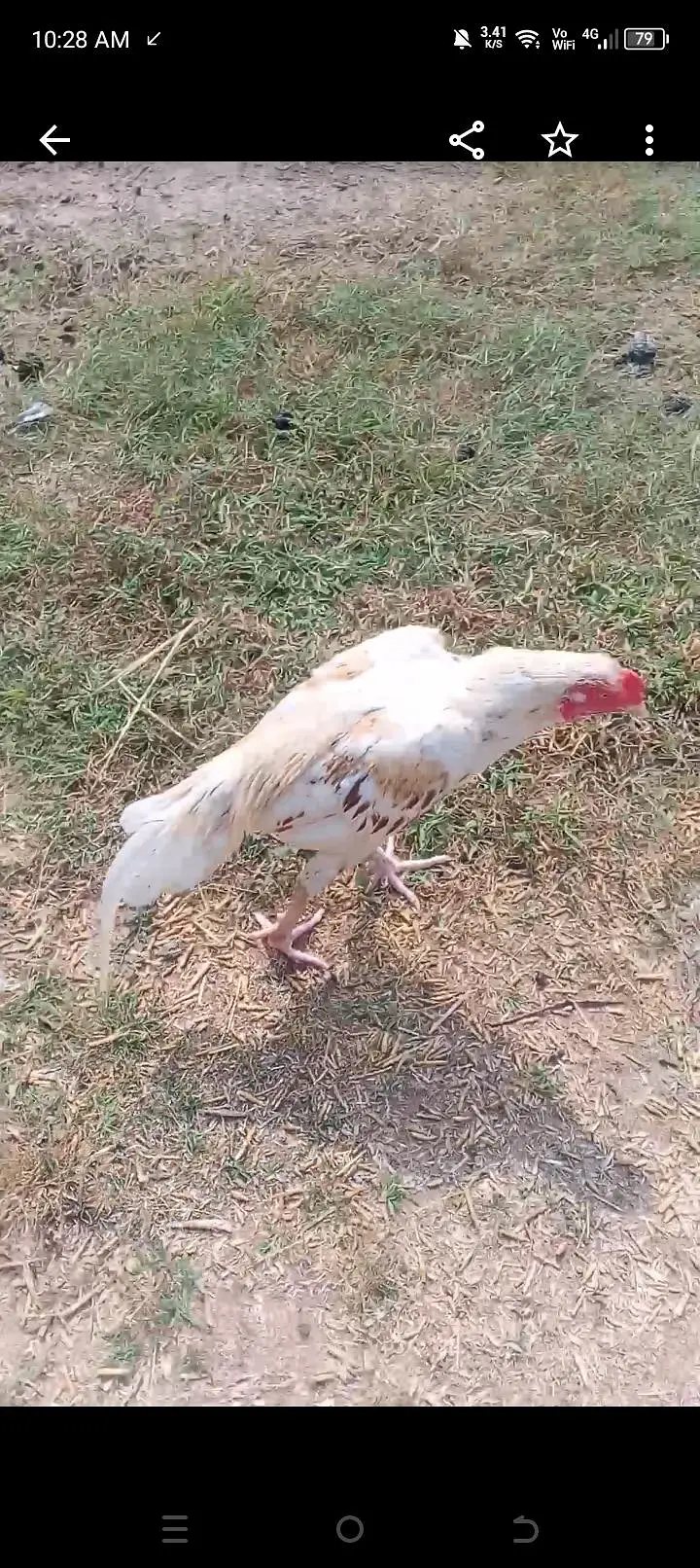madi for sale price 3000 boska patha for sale price 6500 — photo 3