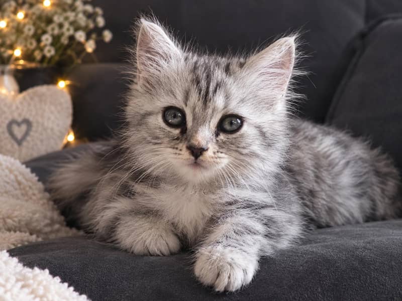 adorable kittens 3