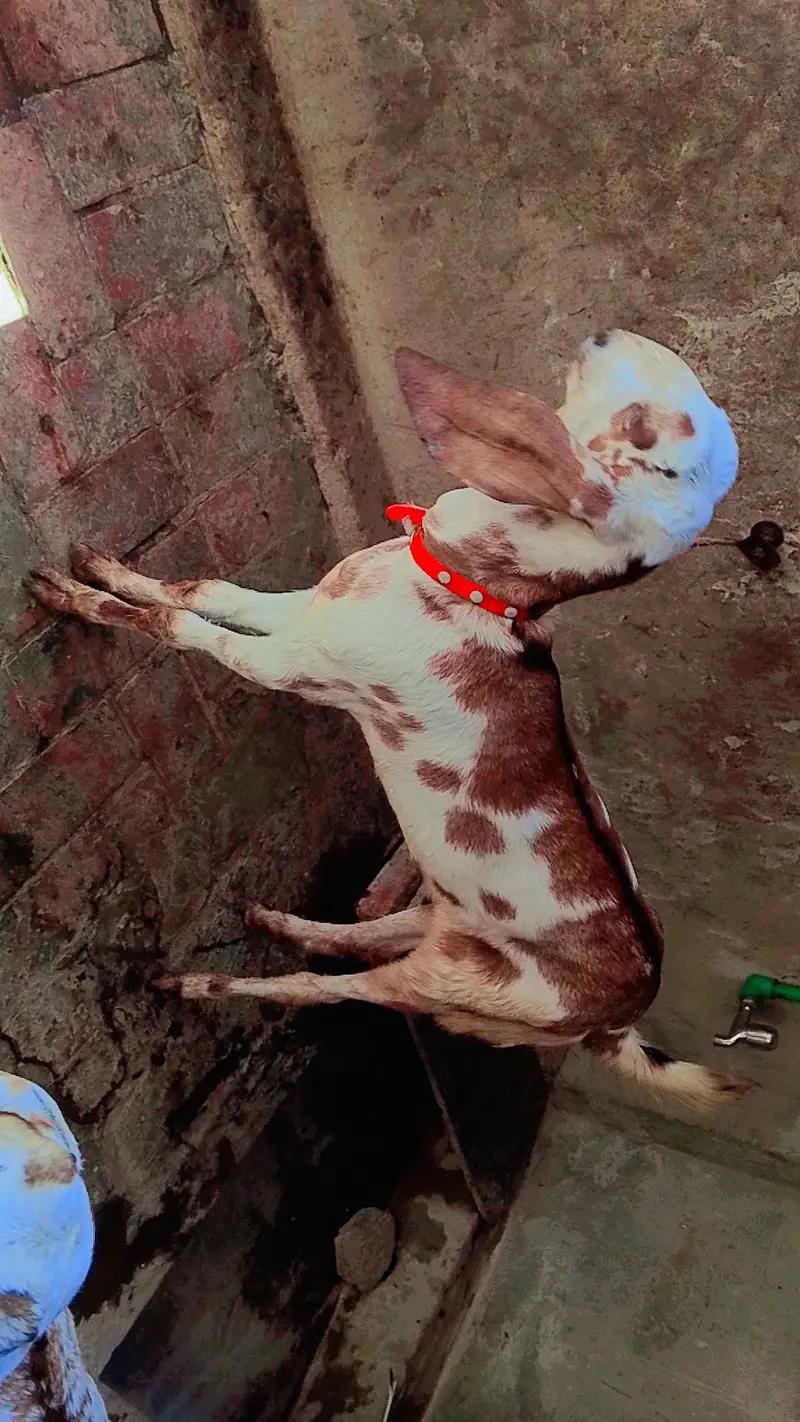 3 goats — photo 3