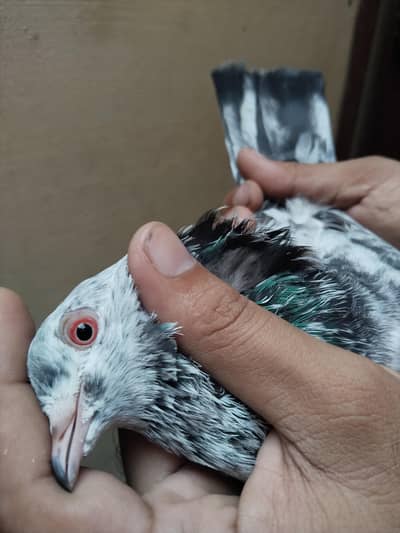 Top quality red eyes pair  and iron cage for sale