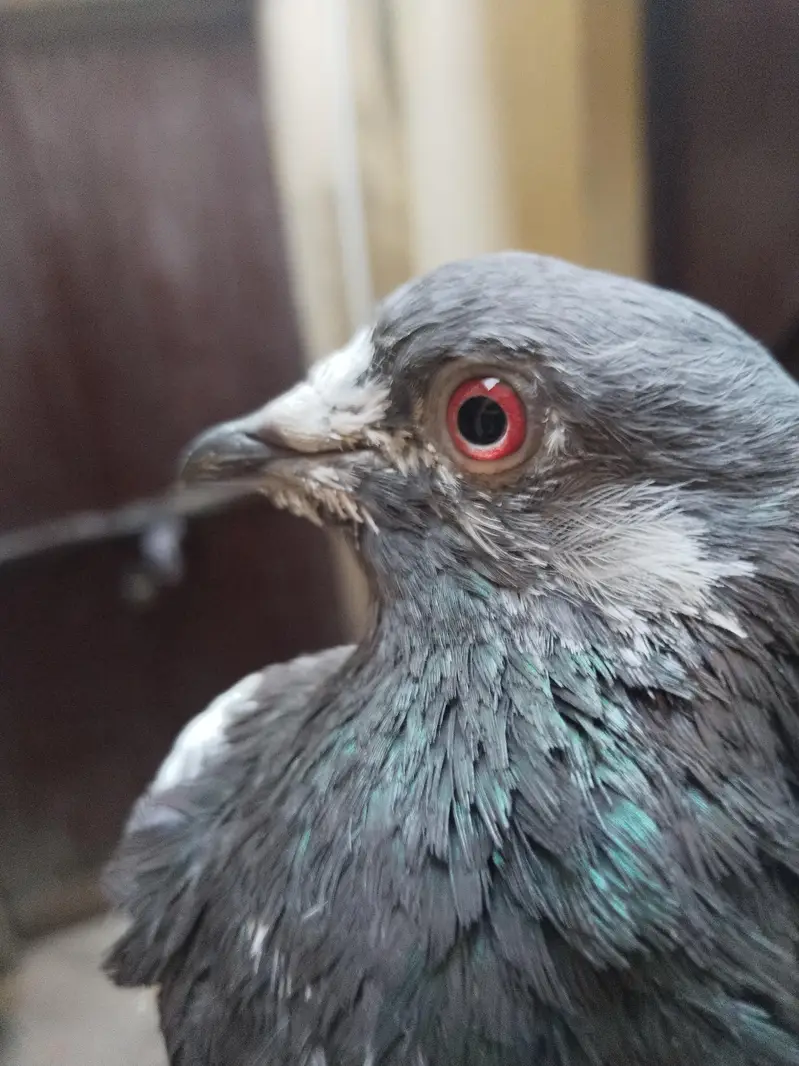 Top quality red eyes pair  and iron cage for sale — photo 2