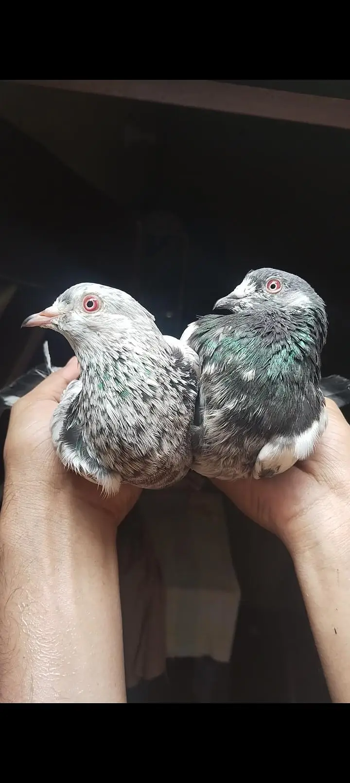 Top quality red eyes pair  and iron cage for sale — photo 6