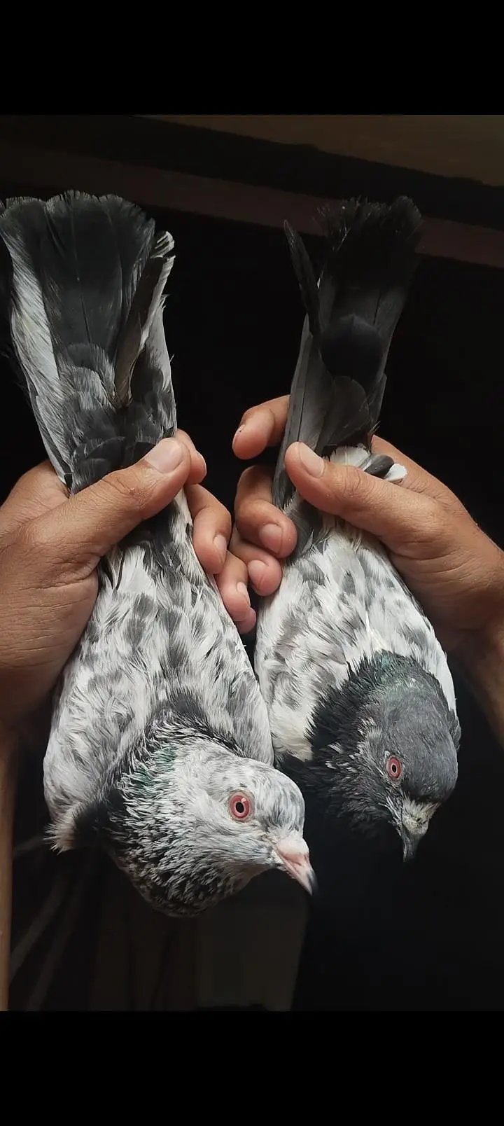 Top quality red eyes pair  and iron cage for sale — photo 7