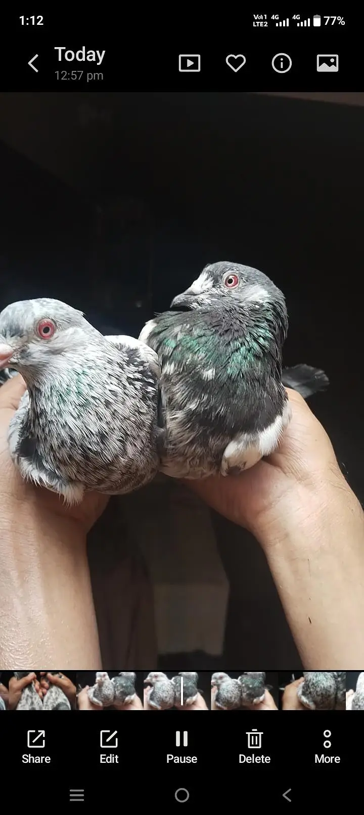 Top quality red eyes pair  and iron cage for sale — photo 8