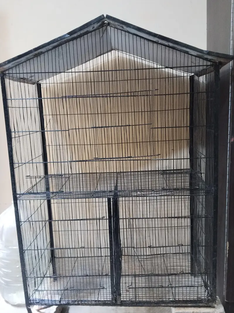 Top quality red eyes pair  and iron cage for sale — photo 10