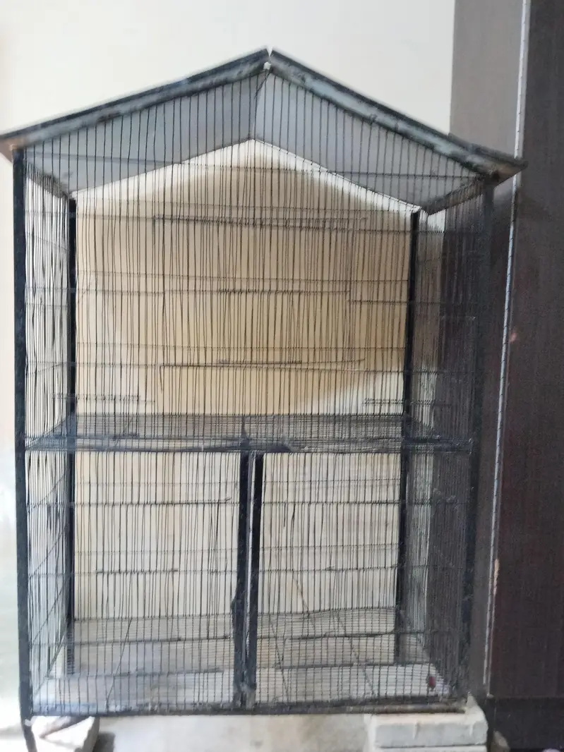 Top quality red eyes pair  and iron cage for sale — photo 11