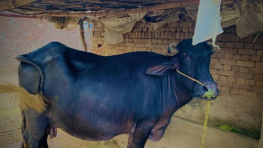 Pregnant buffalo for sale