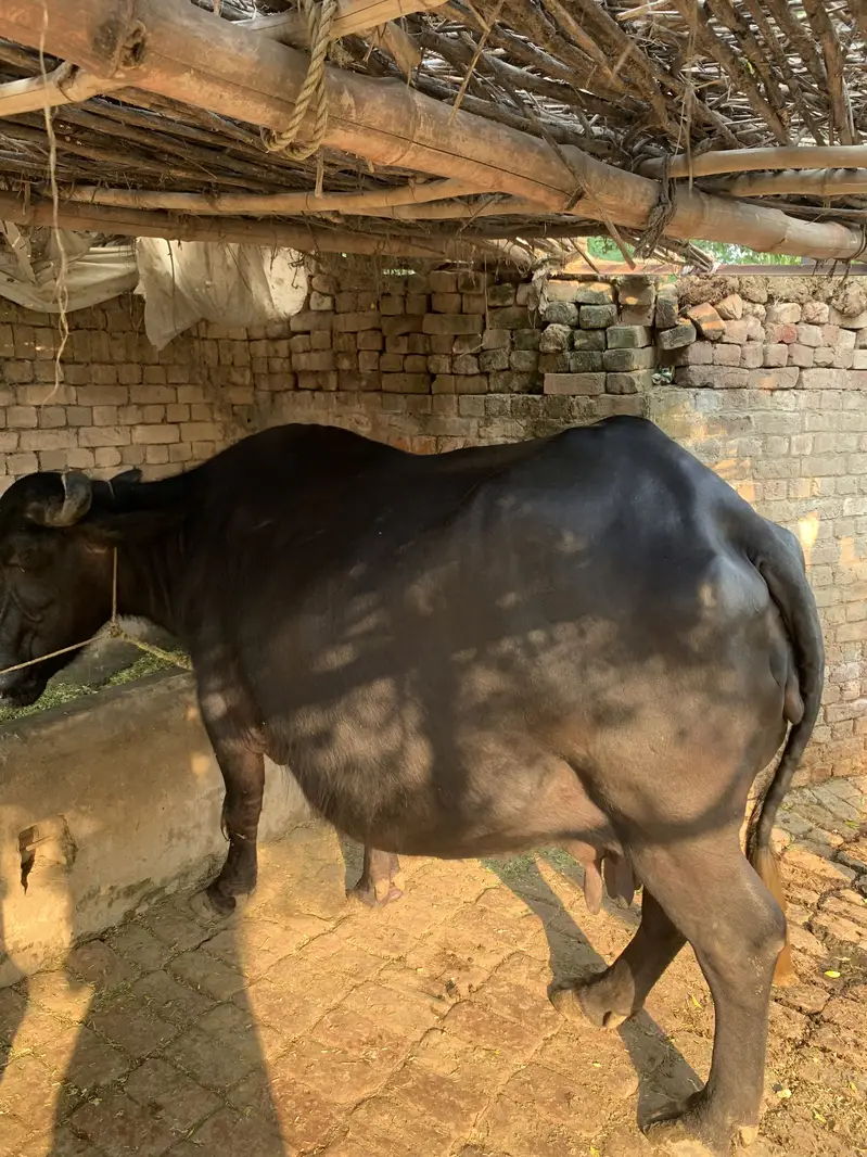 Pregnant buffalo for sale — photo 2